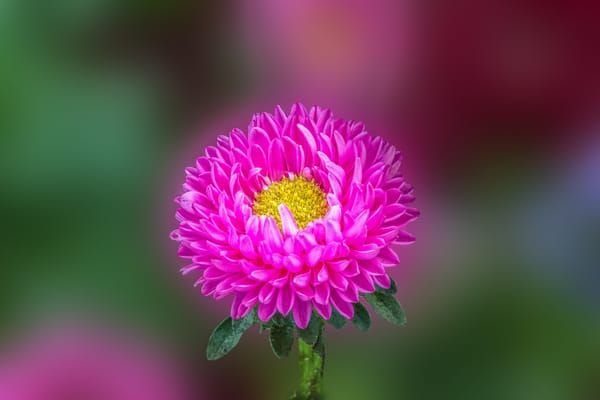 Обои макро, aster flower, астра