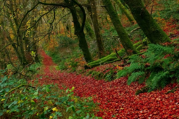 Обои деревья, осень, англия, национальный парк эксмур, лес, buckethole woods, листья