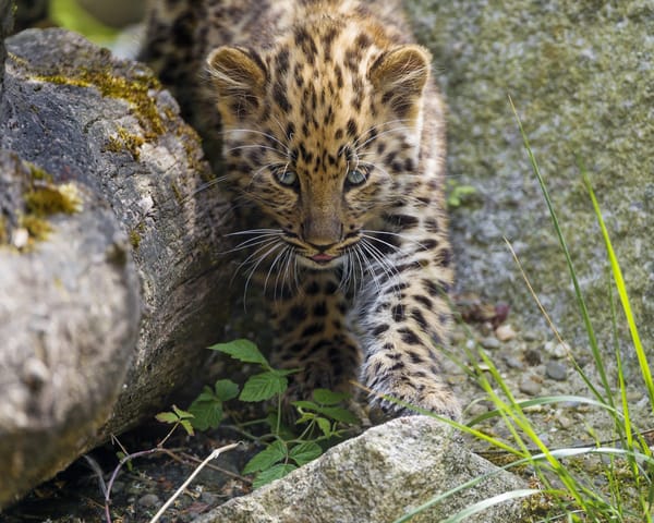 Обои трава, детеныш, амурский, камни, ©tambako the jaguar, леопард, котенок, кошка