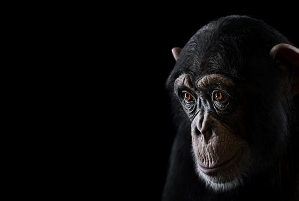 Обои взгляд, chimpanzee, обезьяна, шимпанзе