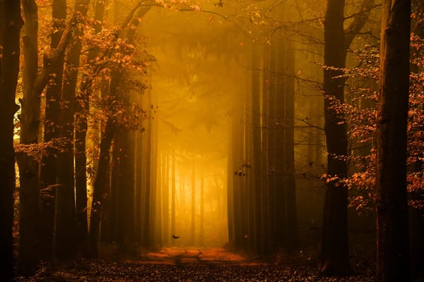 Обои дорога, осень, деревья, золотой свет, природа, lars van de goor, фотограф, птица, утро