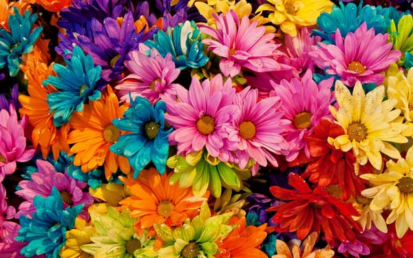 Обои цветы, разноцветные, лепестки, colored daisies, tina logan, маргаритки