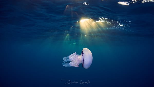 Обои море, davide lopresti, океан, подводный мир, солнечные лучи, медуза