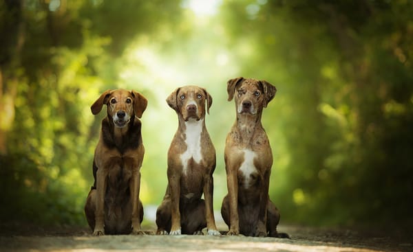 Обои зелень, размытость, боке, catahoula leopard dog, собаки