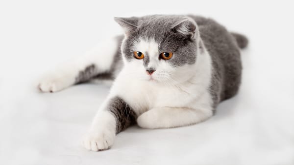 Обои кот, кошка, белый, британский, британец, британская, желтые глаза, лежит, взгляд