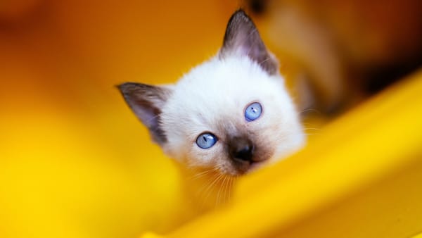 Обои голубоглазый, котенок, мордашка, голубые глаза, кошка, сиамский, рэгдолл, взгляд