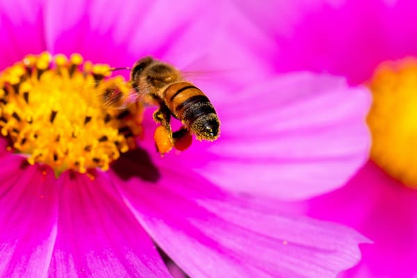 Обои макро, пчела, danny perez photography, насекомое, pink yellow bee, космея, лепестки, цветок, яркий