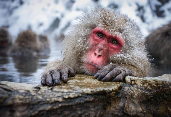 Обои вода, обезьяна, snow monkey, снежная обезьяна, камень, снег, обезьяны, природа, японский макак