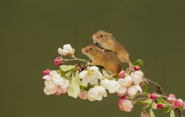 Обои ветка, мышки, мышь-малютка, цветки, парочка, harvest mouse