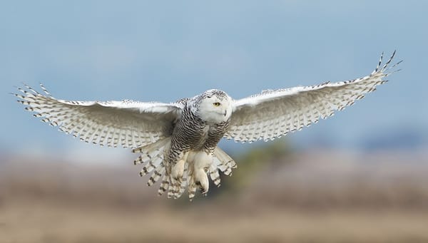 Обои птицы мира, сова, красота, охота