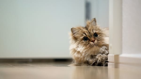 Обои котёнок, пушистый, а чё это вы тут делаете
