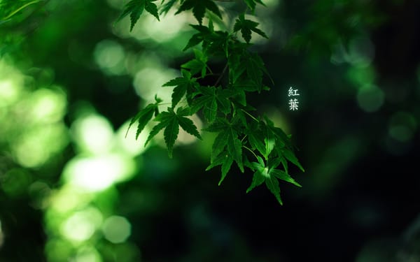 Обои green colour, 1920x1200, by burningmonk, иероглифы