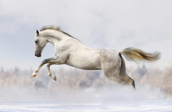 Обои running, snow, white horse