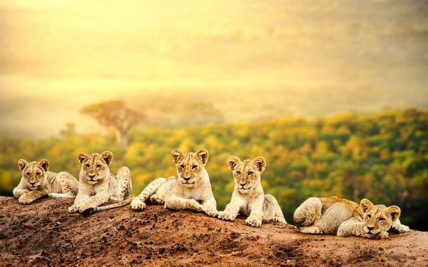 Обои baby, Lions