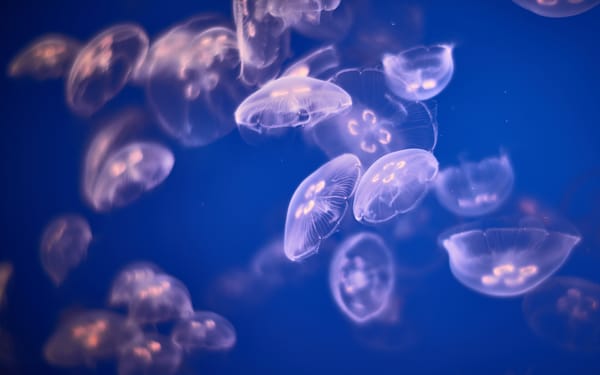 Обои jellyfishes, underwater