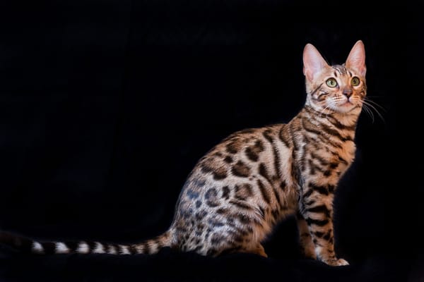 Обои темный, окрас, котёнок, Бенгальская кошка