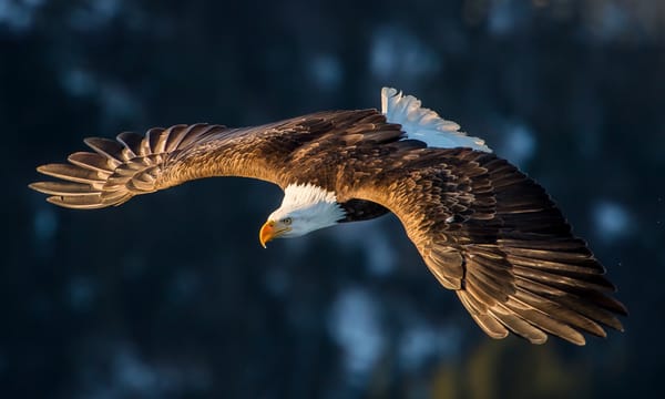 Обои feathers, magestuosity, eagle, flight