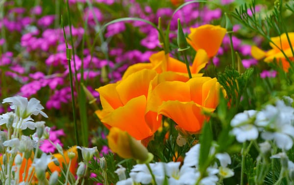 Обои Yellow flowers, Весна, калифорнийский мак, Эшшольция, Ясколка, spring