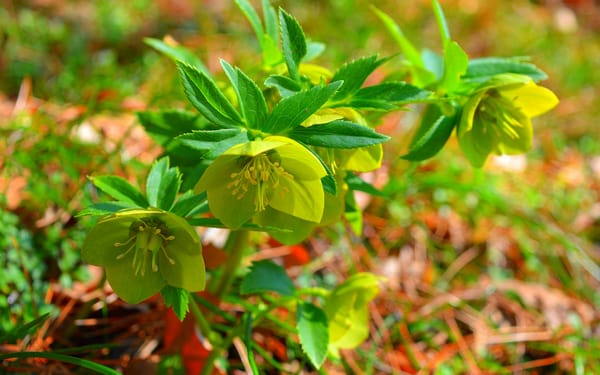 Обои leaves, Green flowers, Зелёные цветы