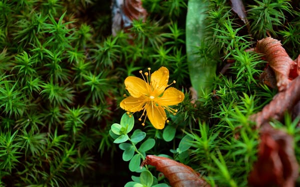 Обои Yellow flower, spring, желтый цветок, Весна