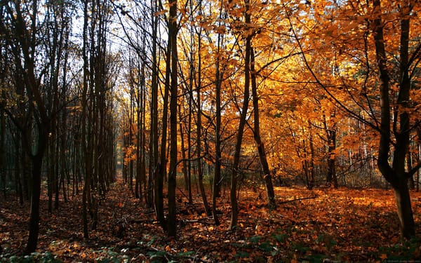 Обои деревья, осень, германия, Way of wood