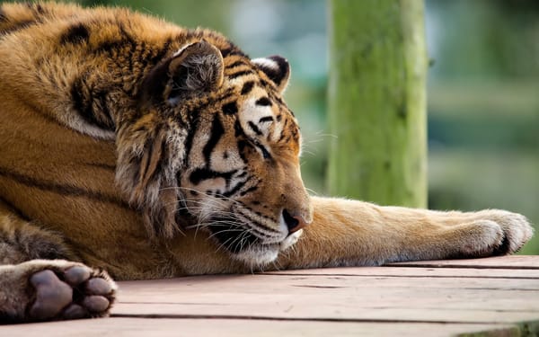 Обои спит, лапы, panthera tigris, морда, tiger, Тигр, хищник