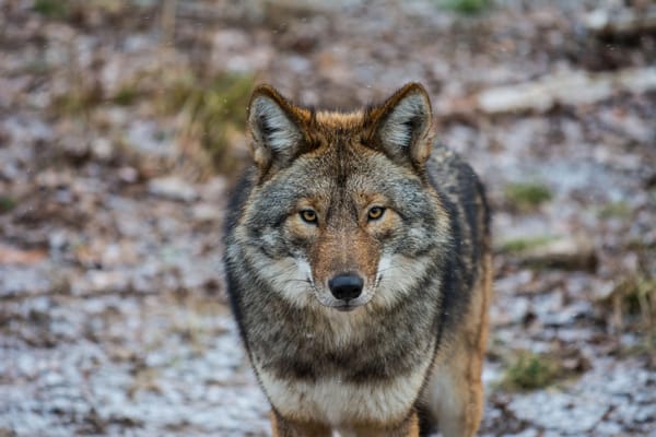 Обои американский волк, Coyote