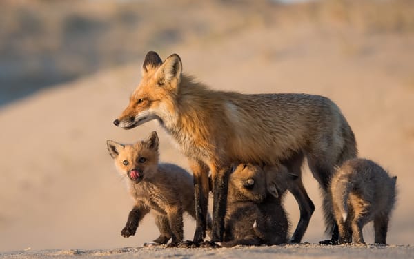 Обои Mom and her babies, Лисы