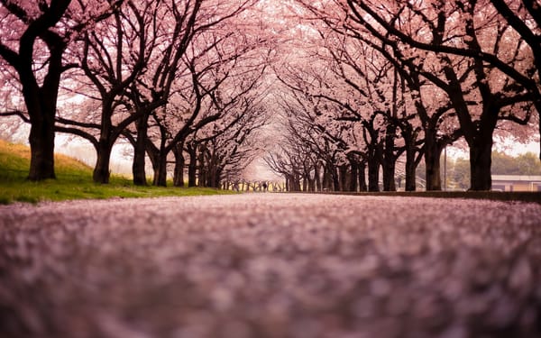 Обои Cherry blossom snow, улица