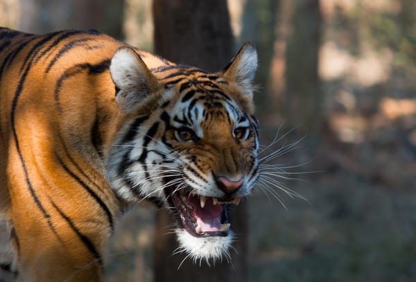 Обои Bengal tiger