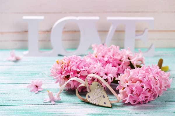 Обои Розовые весенние цветы крокусы с сердечком и белой надписью LOVE