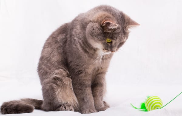 Обои Кошка смотрит на игрушку на веревке на сером фоне