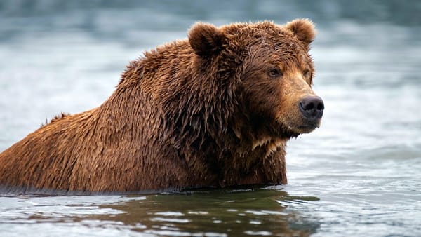 Обои Большой мокрый бурый медведь в воде