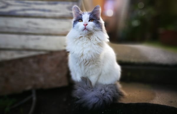 Коты Фото Красивые Пушистые
